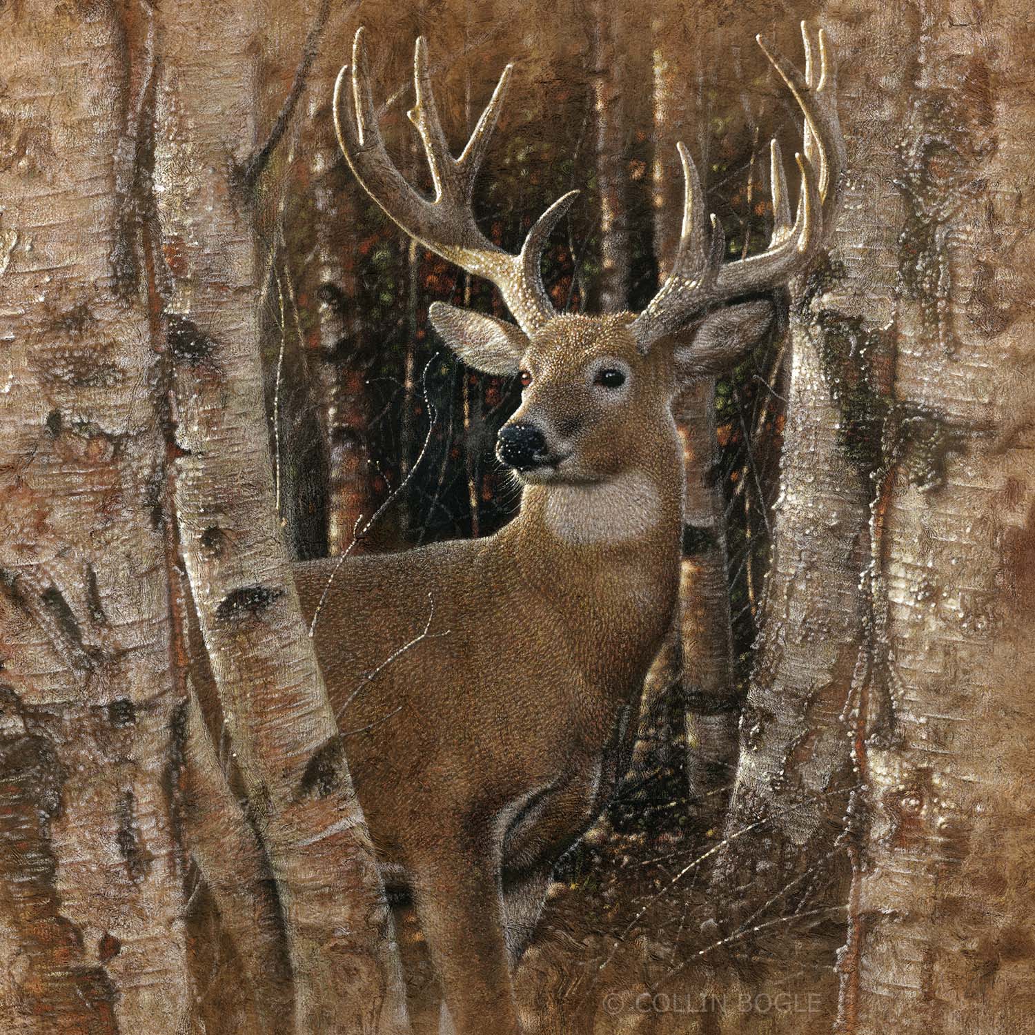 Birchwood Buck Painting Art Print by Collin Bogle