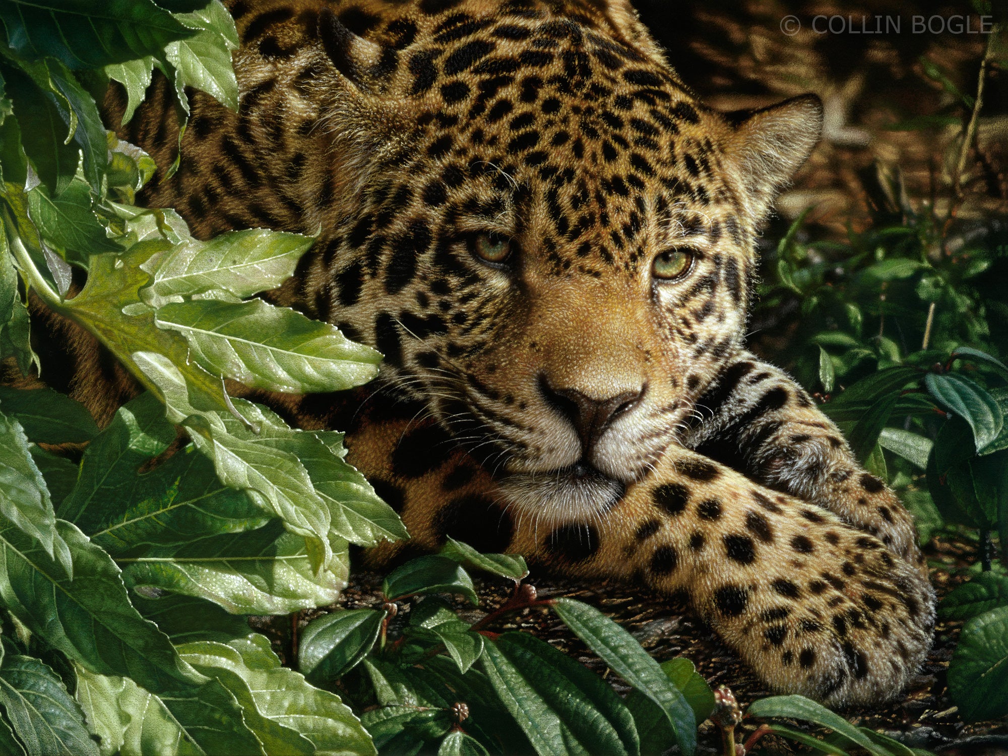 Jaguar laying on paws painting art print by Collin Bogle