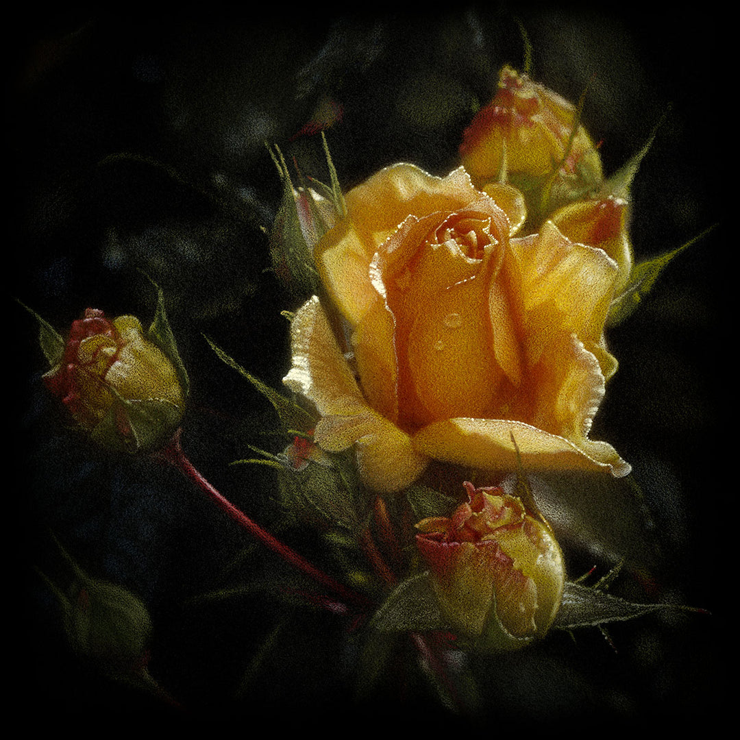 Yellow Rose by Collin Bogle