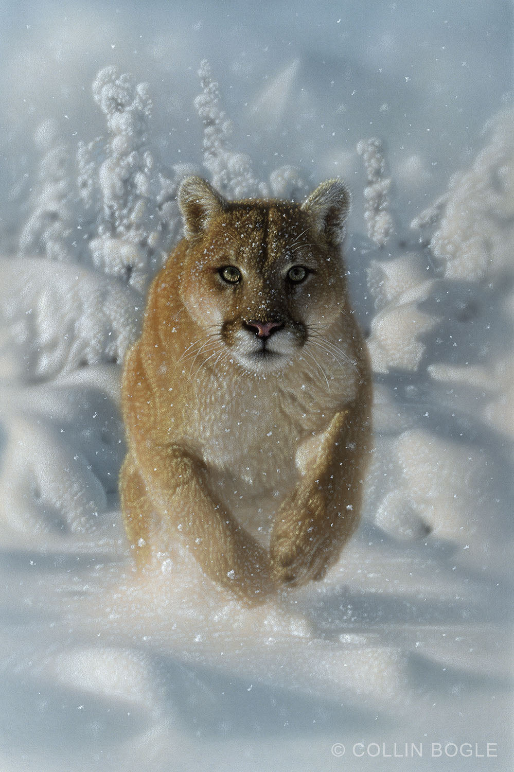 Frozen Fury - Cougar Painting Art Print by Collin Bogle
