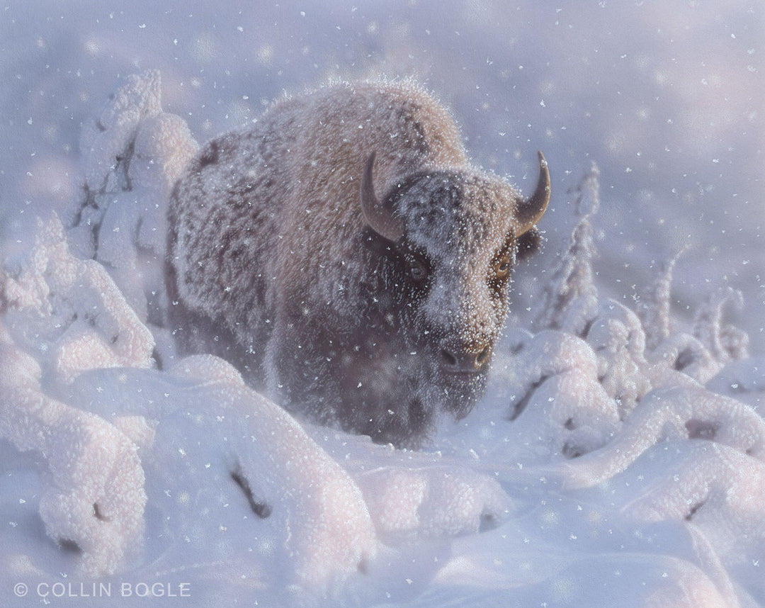 In Deep - Winter Bison Painting Art Print by Collin Bogle