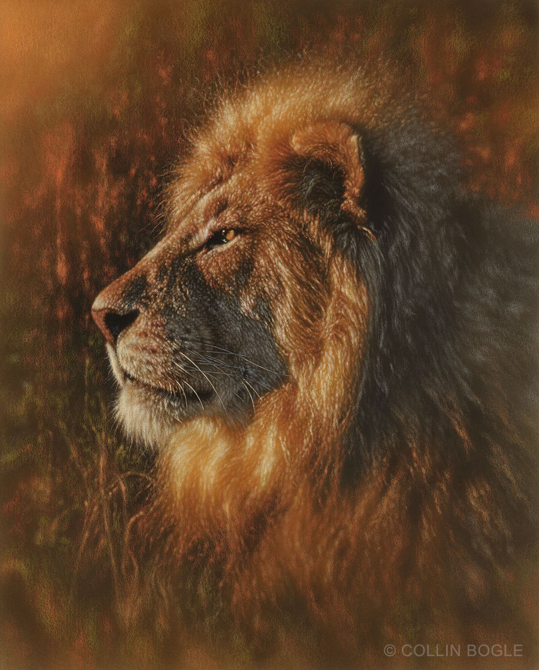 Sunbathing - Lion Original Painting by Collin Bogle