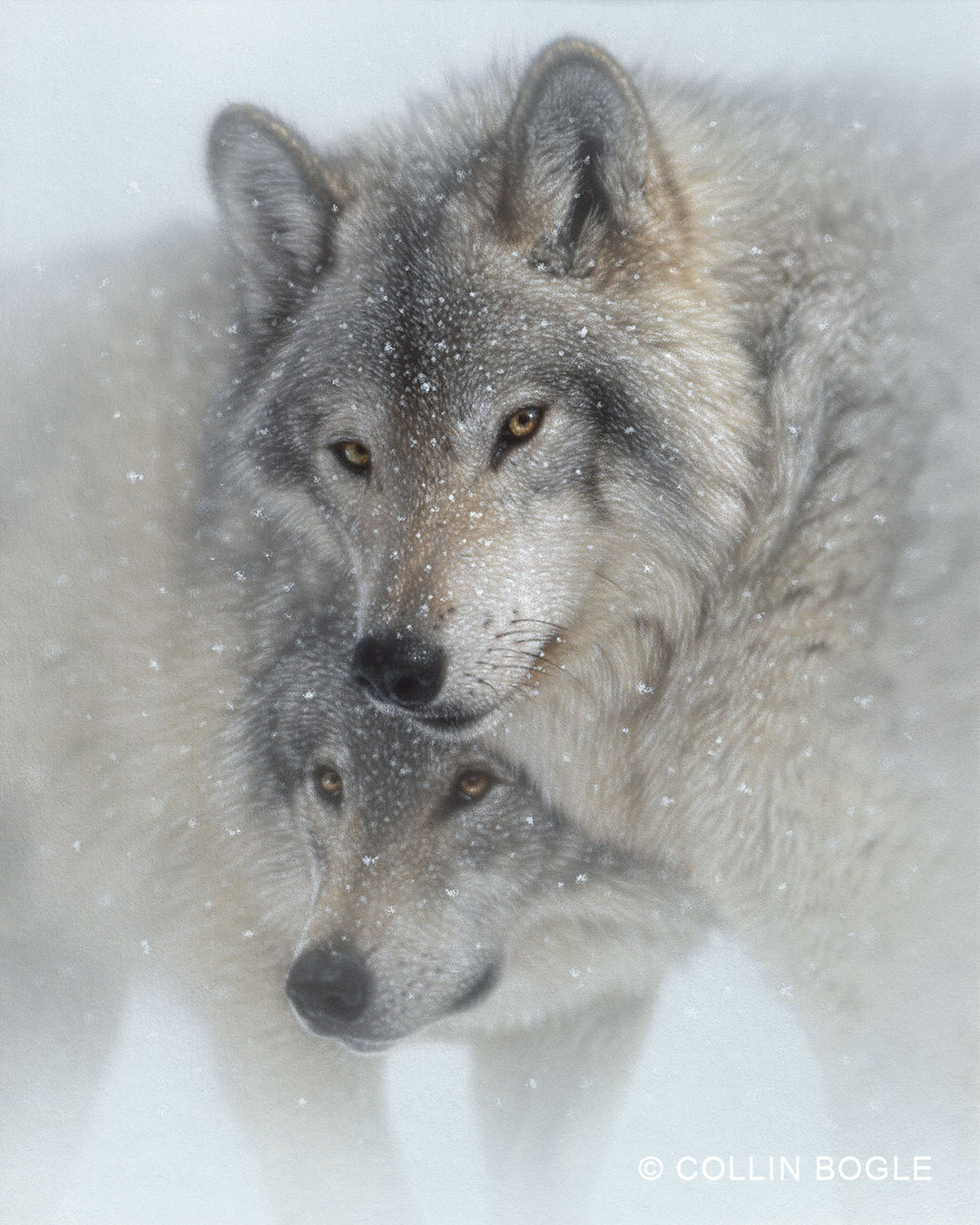 Wild Devotion - Gray Wolves Orignal Pastel Painting by Collin Bogle
