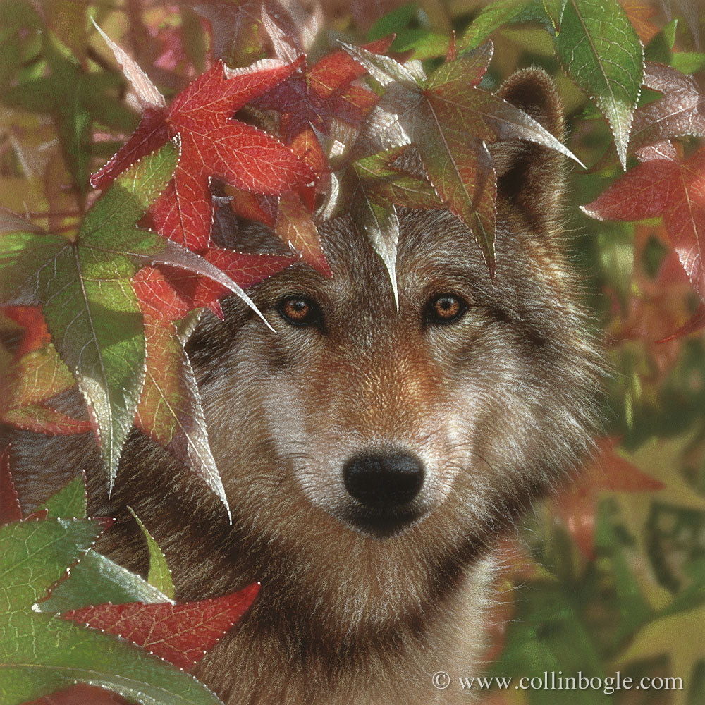 Wolf in autumn leaves painting art print by Collin Bogle.