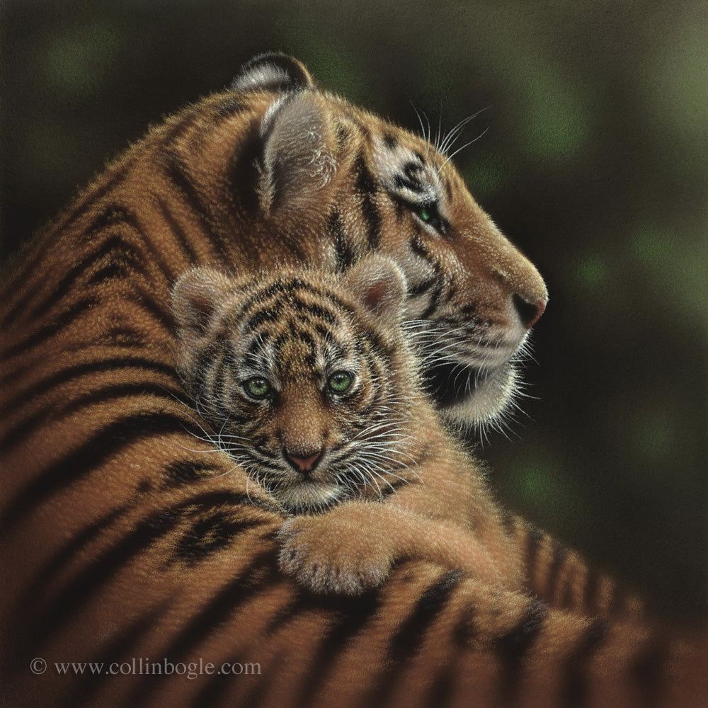 Tiger mother and cub painting art print by Collin Bogle.