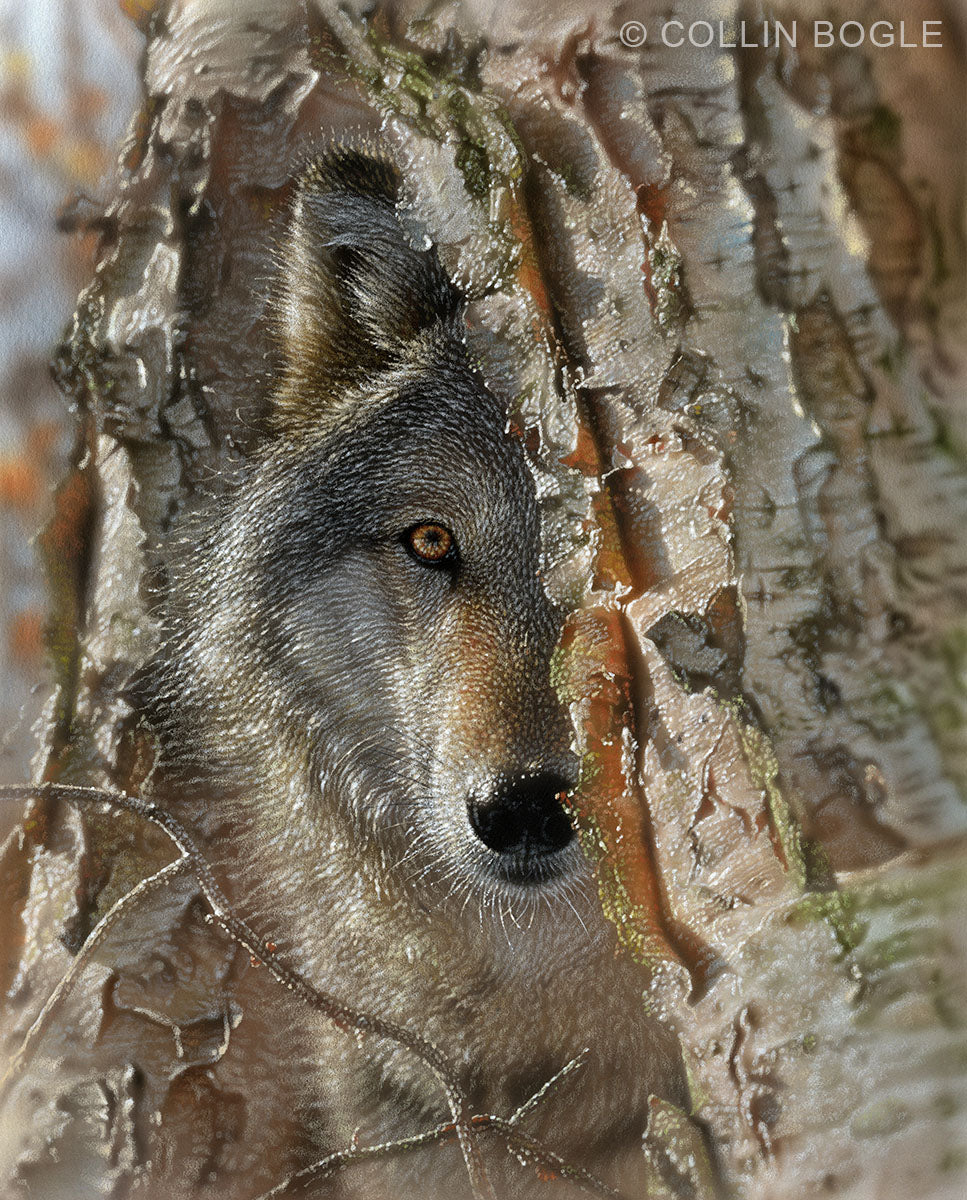 Close Encounter Wolf Painting by Collin Bogle