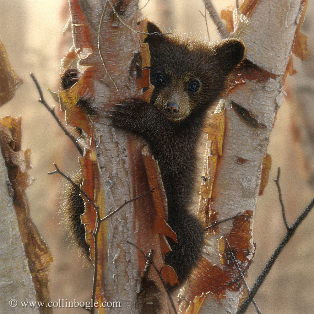 Black bear cub painting art print by Collin Bogle.