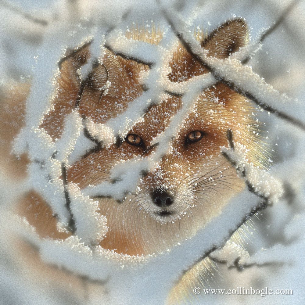 Red fox in snow painting art print by Collin Bogle