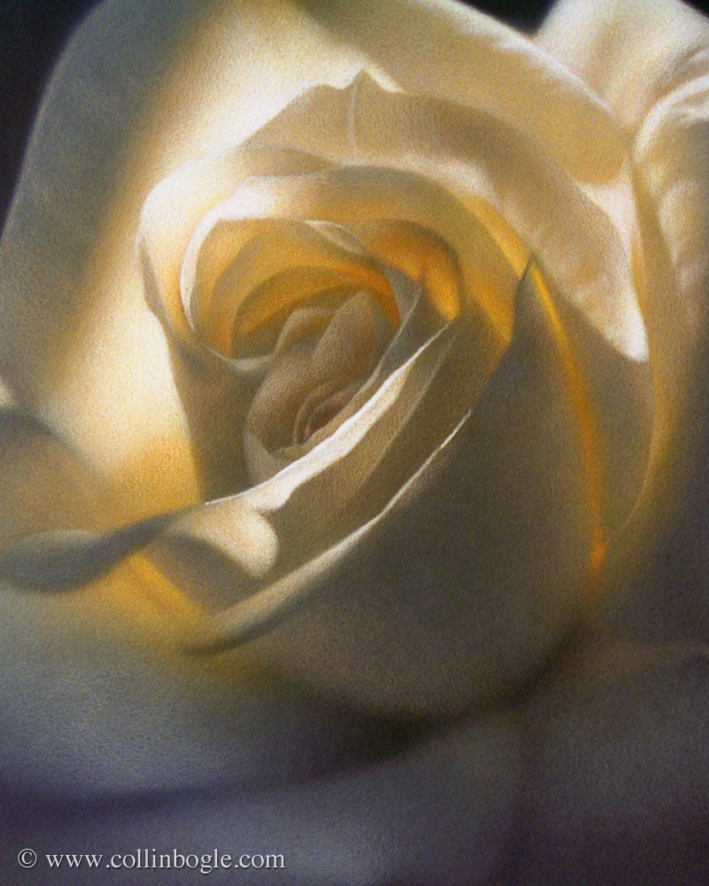 White rose painting art print by Collin Bogle.