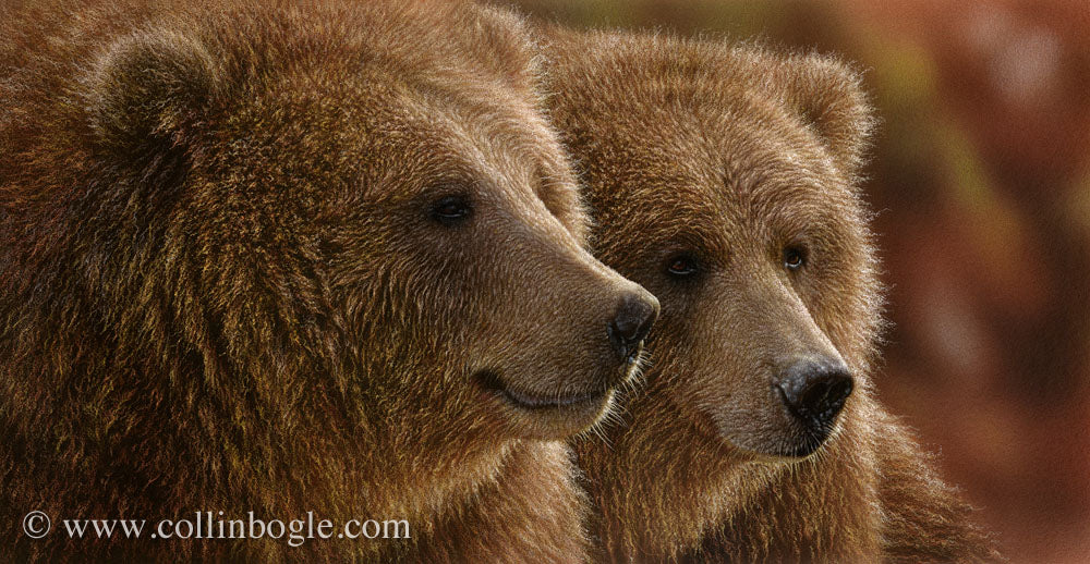 Brown bears painting art print by Collin Bogle.