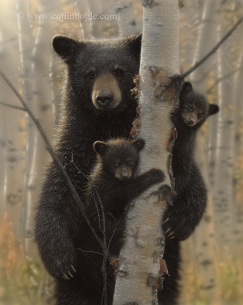 Black bear mother and cubs painting art print by Collin Bogle.