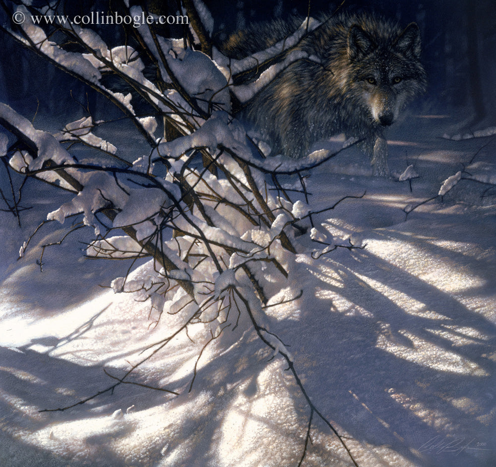 Wolf hidden behind snow covered branches painting art print by Collin Bogle.