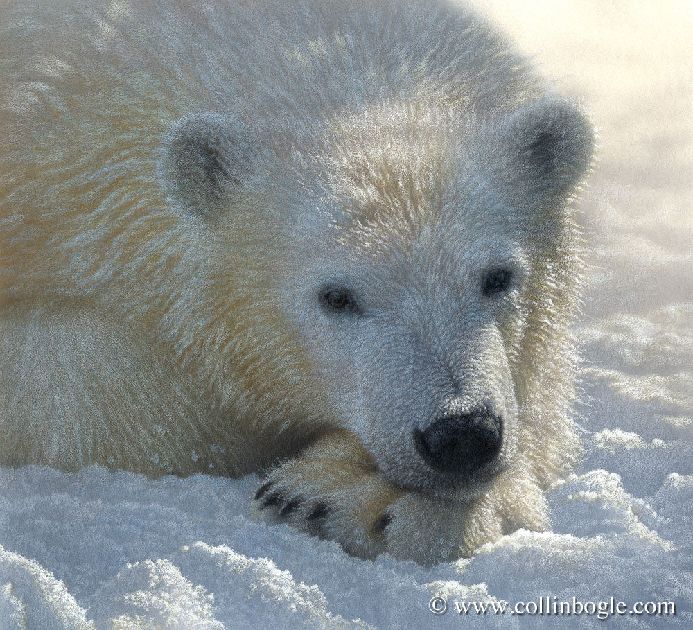 Polar bear cub resting on paw painting art print by Collin Bogle.