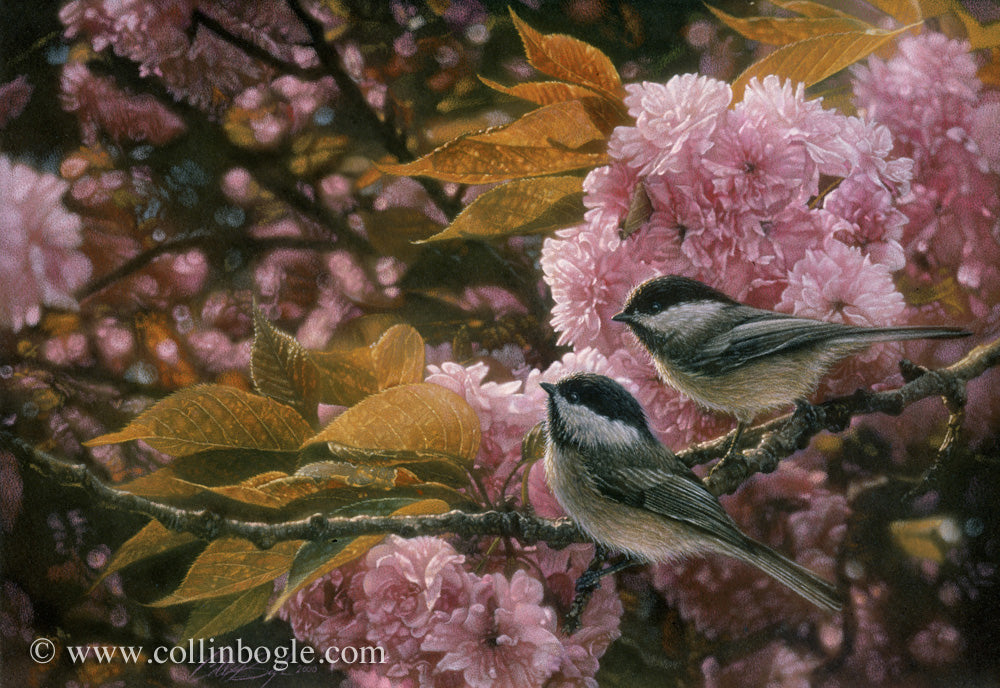 Black-capped chickadees with pink spring blossoms painting art print by Collin Bogle.