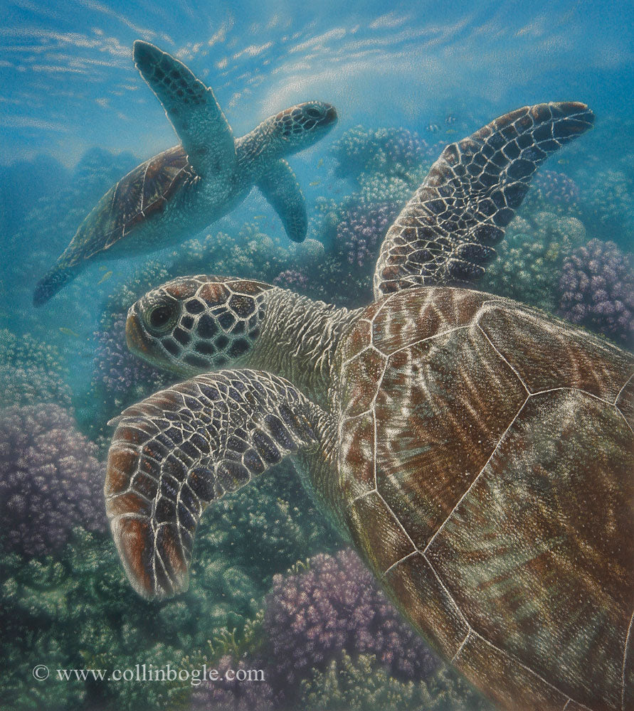 Sea turtles swimming with coral painting art print.
