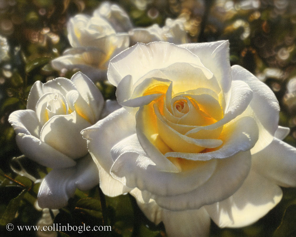 White Roses