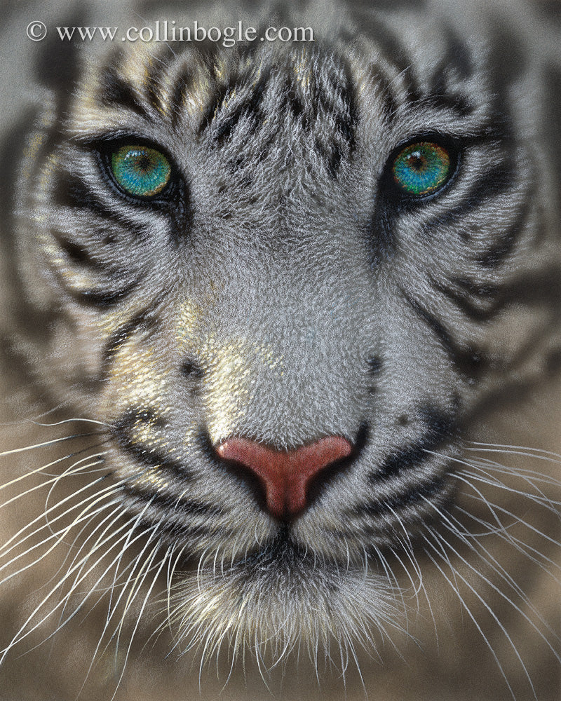 White Tiger