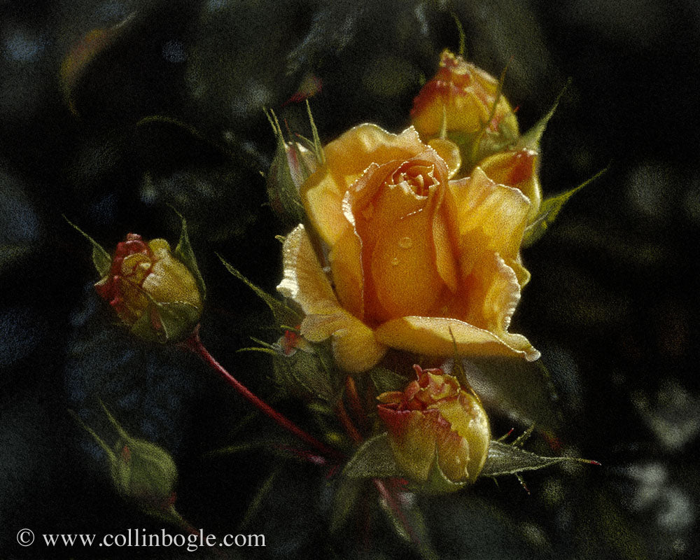 Yellow Rose