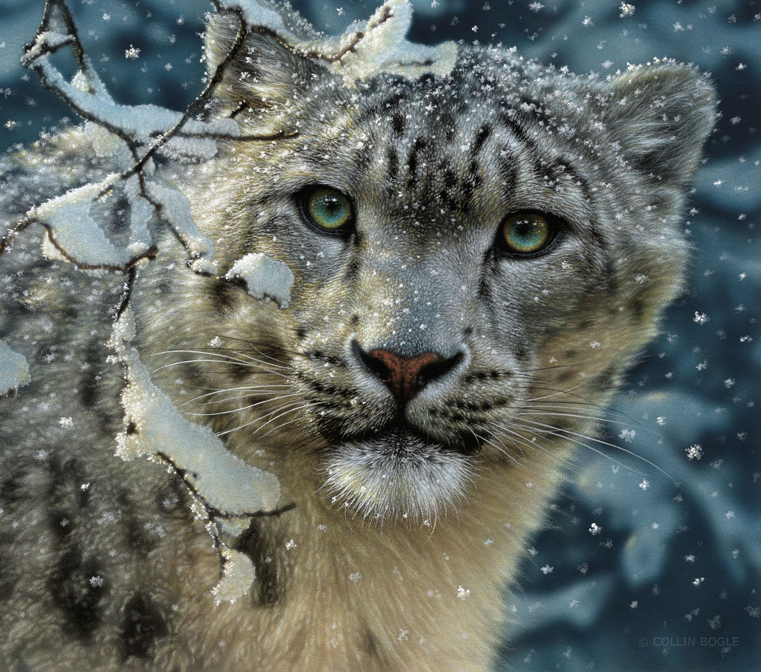 Snow Leopard Painting Art Print by Collin Bogle
