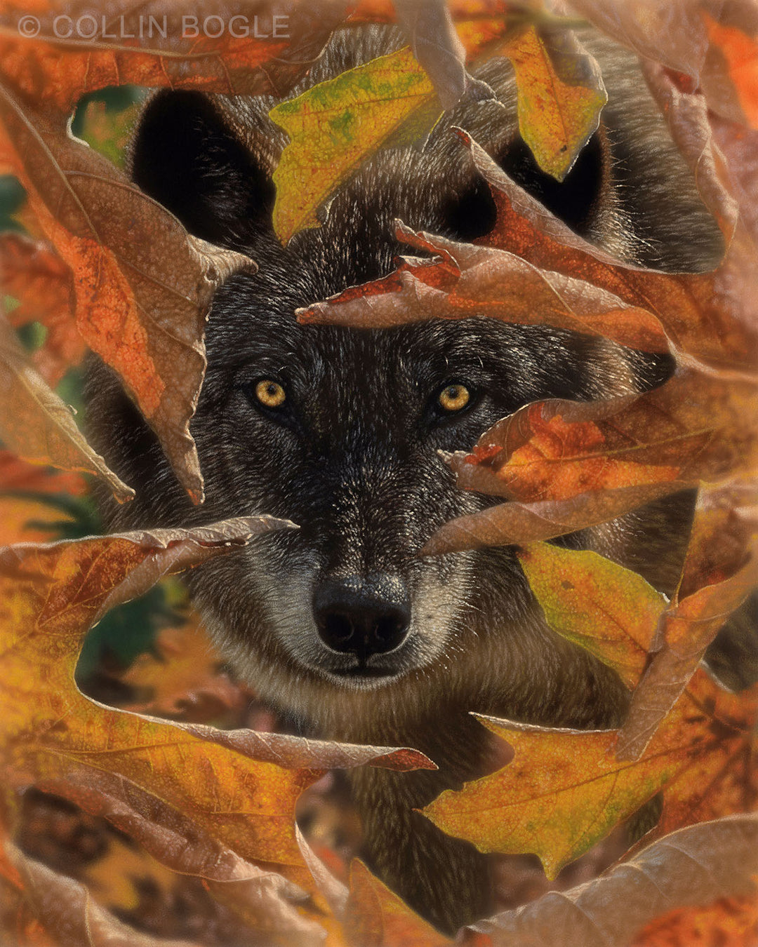 Autumn Black Wolf Painting Art Print by Collin Bogle