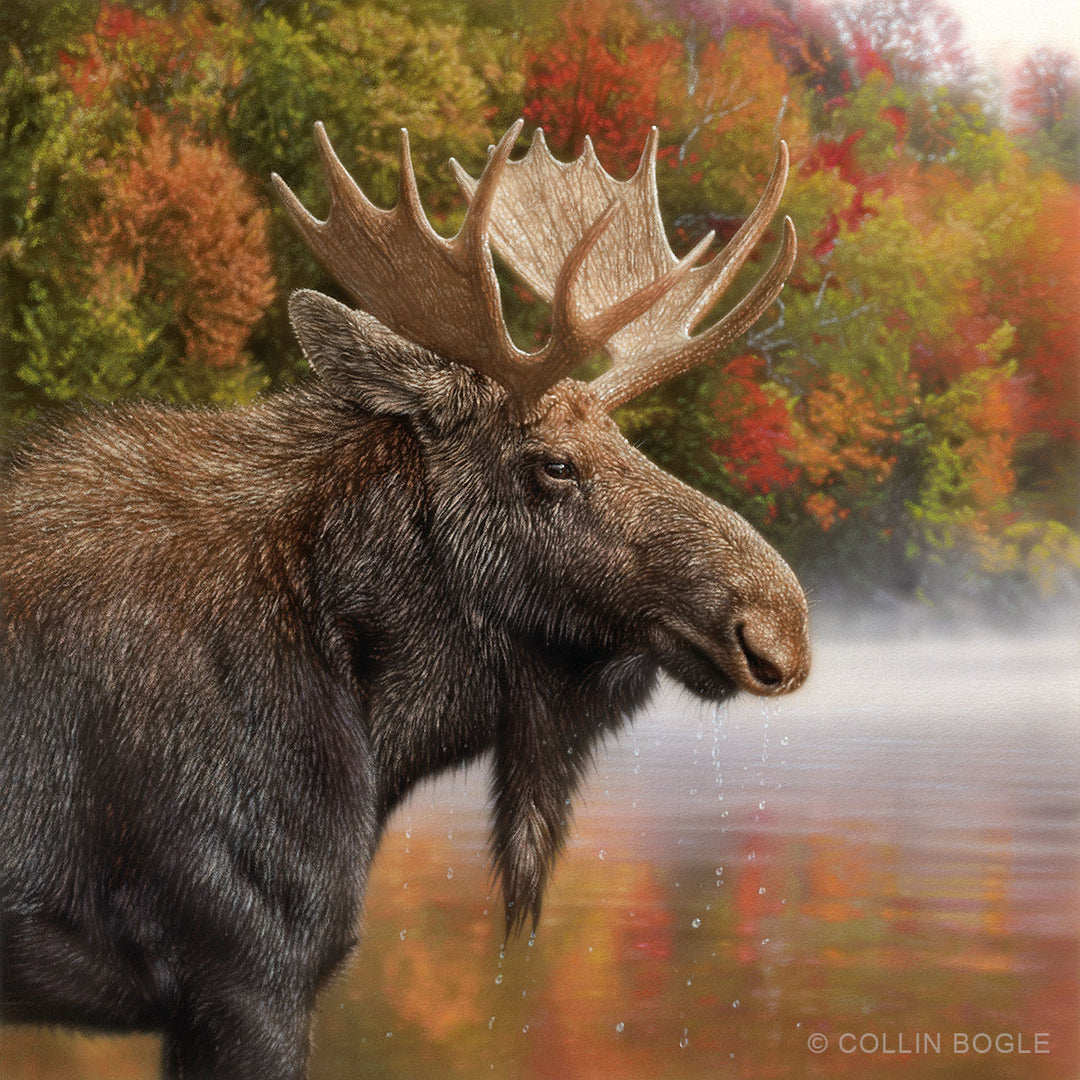Autumn Moose - Painting Art Print by Collin Bogle