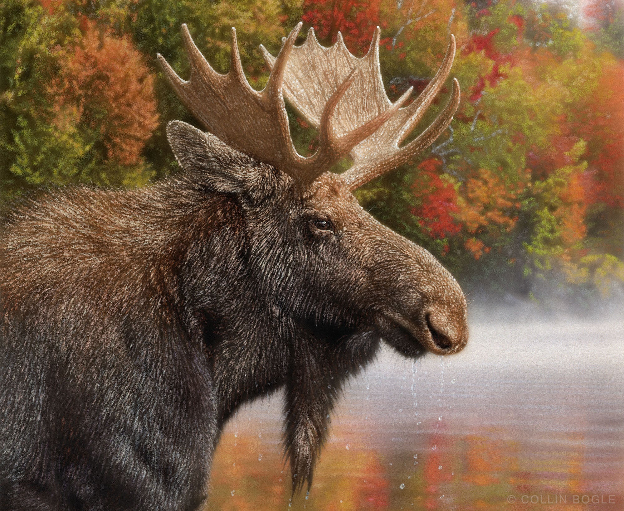 Autumn Moose by Collin Bogle