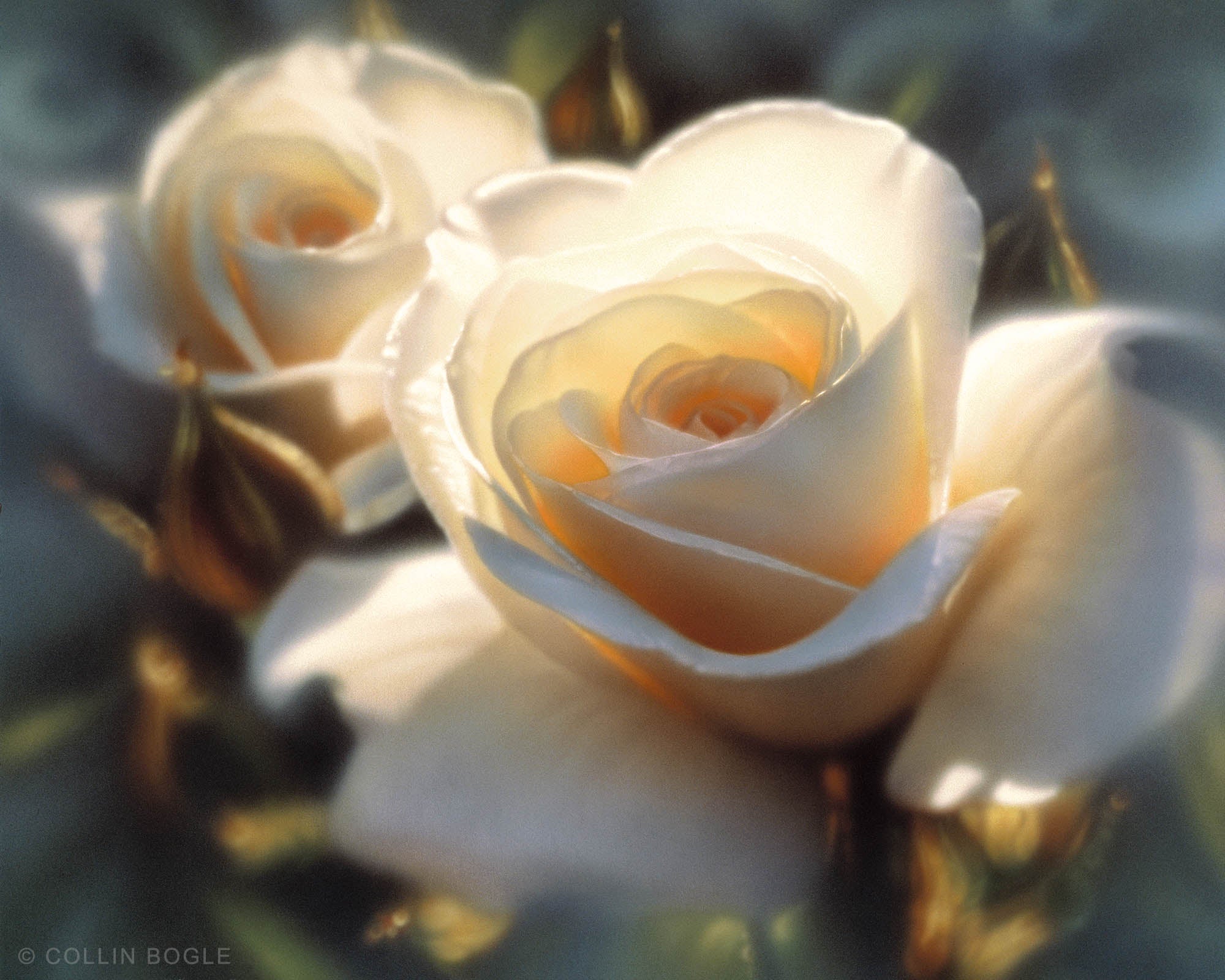 Colors of White - White Rose Painting Art Print by Collin Bogle