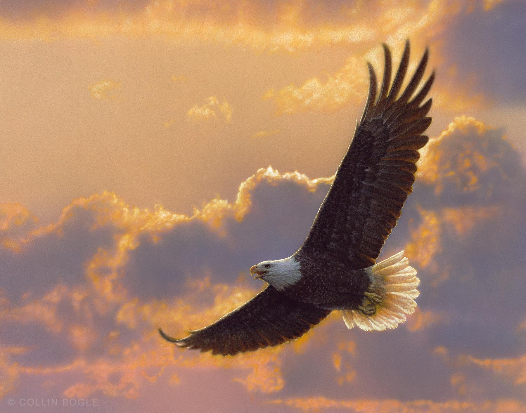 Soaring Spirit - Bald Eagle in Flight Painting Art Print by Collin Bogle