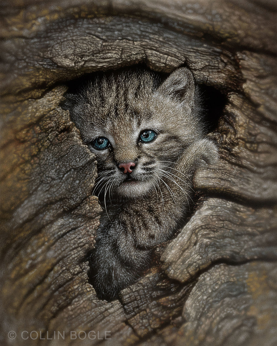 Hidden Wonder Bobcat Kitten Painting Art Print by Collin Bogle