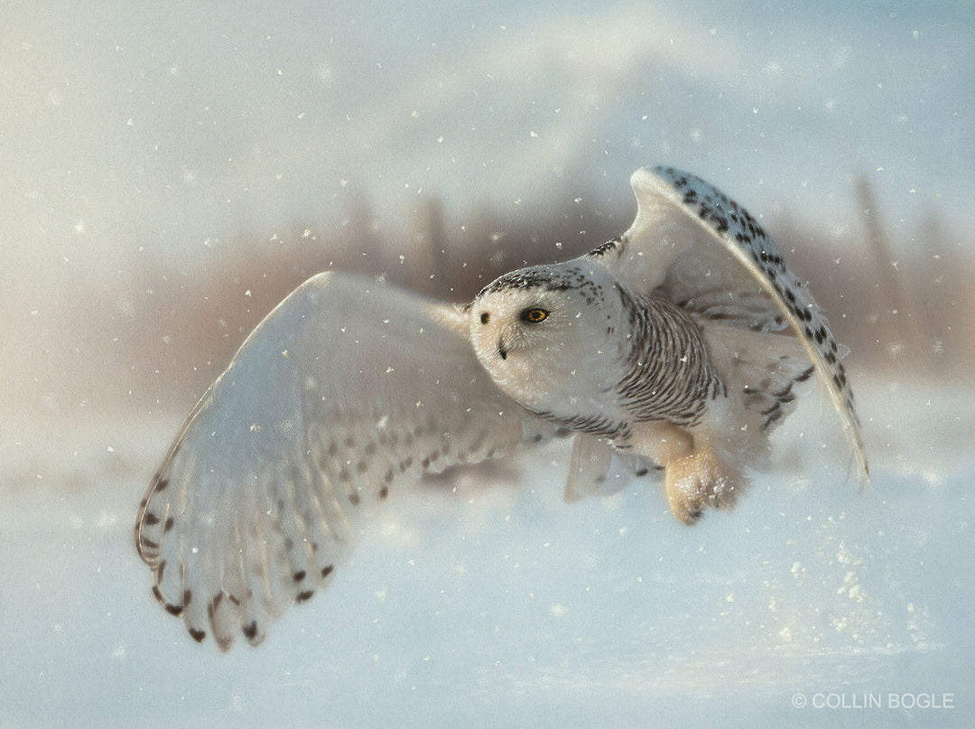 Lifted by Light Snowy Owl Painting by Collin Bogle