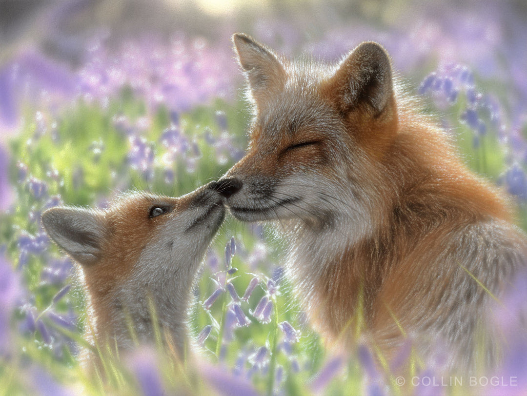 Red Fox Mother and Kit in a field of purple flowers.