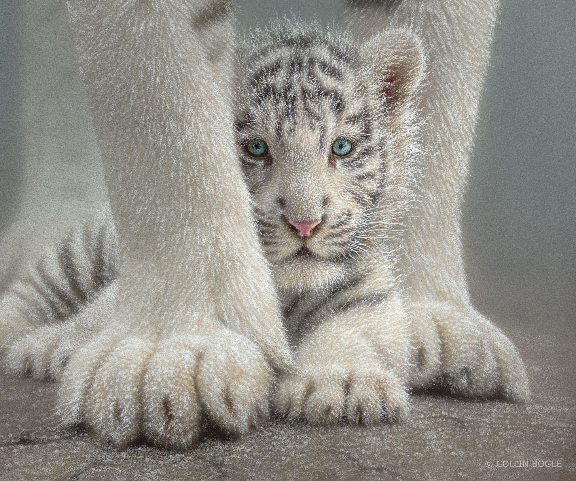 Sheltered - White tiger cub between mothers paws painting art print by Collin Bogle.