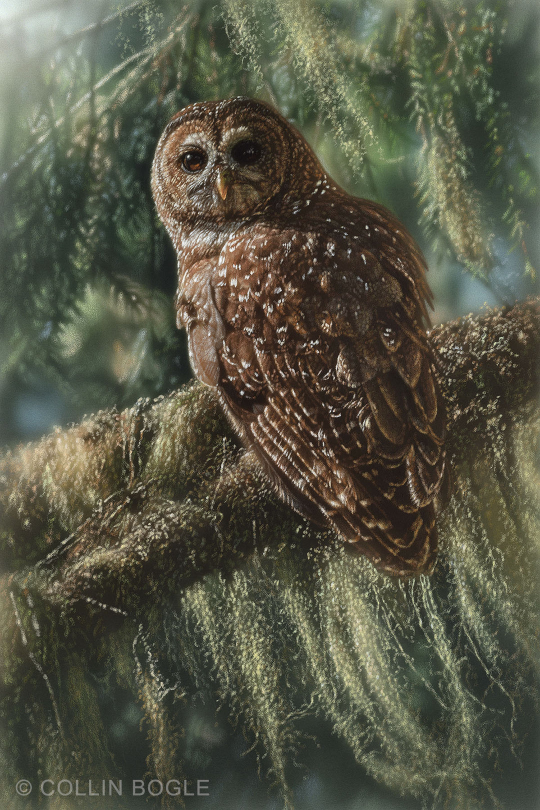 Silent Guardian - Spotted Owl Painting Art Print by Collin Bogle