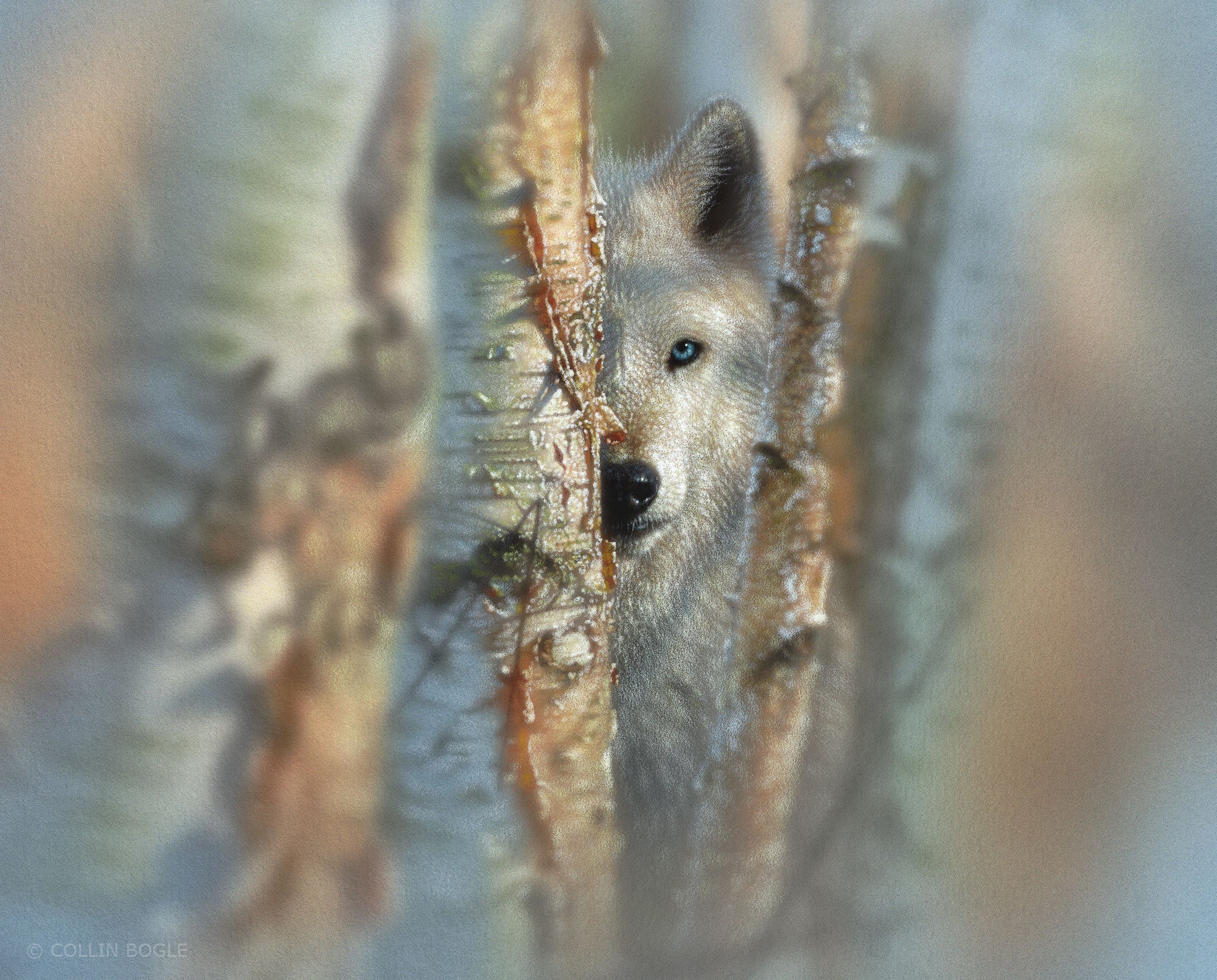 Focused - White Wolf Painting Art Print by Collin Bogle.