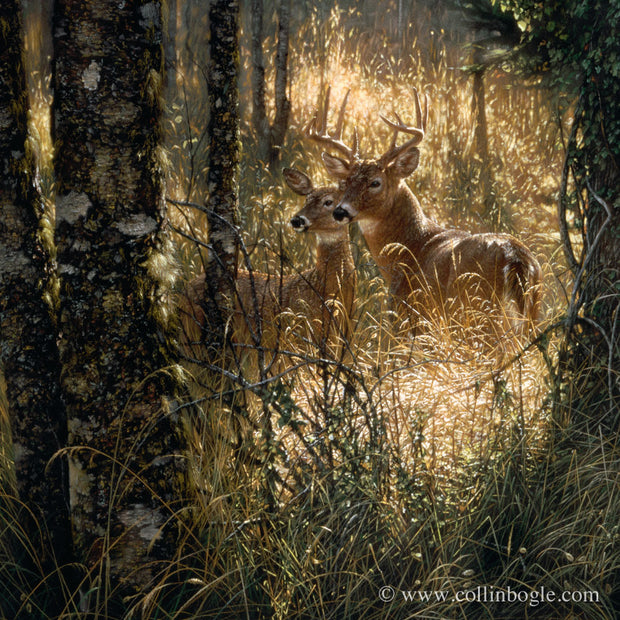 Deer in a sunlit grass field painting art print by Collin Bogle.