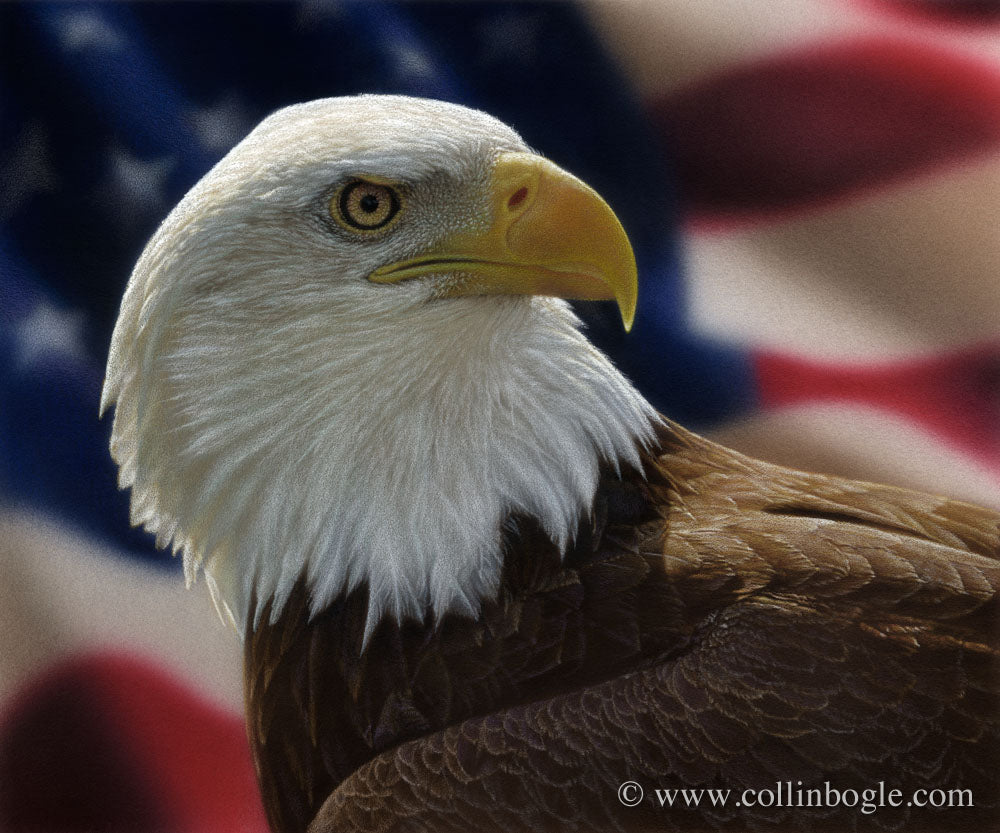 American bald eagle painting art print by Collin Bogle.
