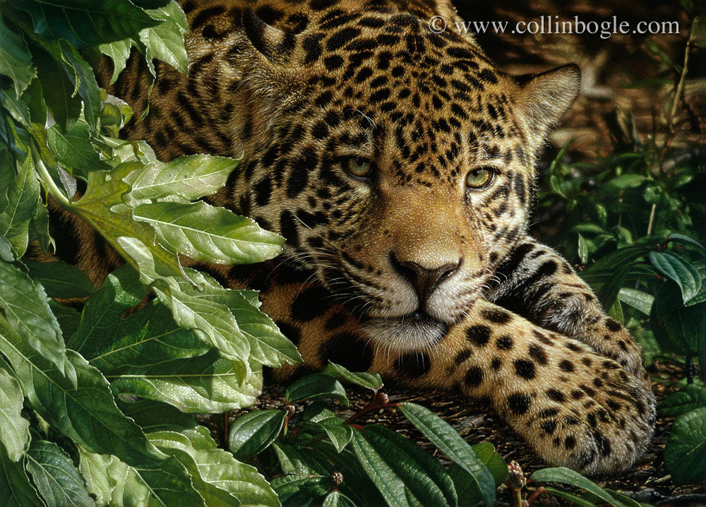 Jaguar laying on paws painting art print by Collin Bogle.