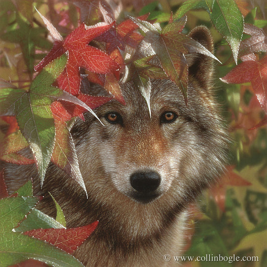 Wolf Art Prints, Wolf Paintings, Wolves Artist Collin Bogle – Collin ...