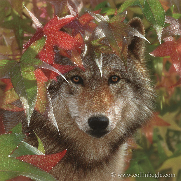 Wolf in autumn leaves painting art print by Collin Bogle.