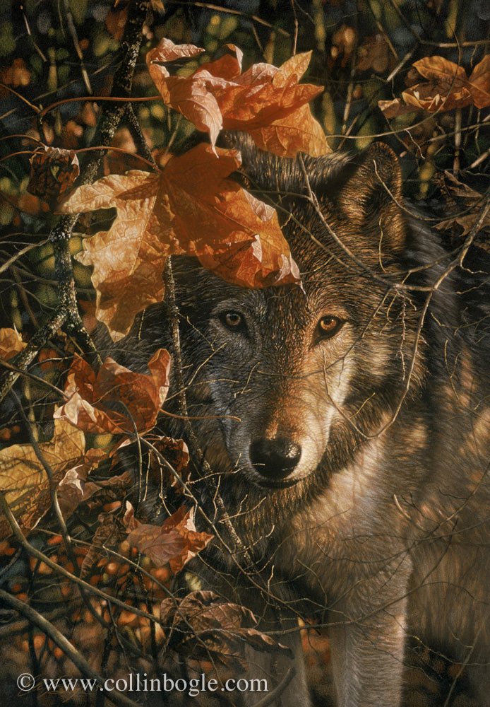 Wolf in autumn leaves painting art print by Collin Bogle.