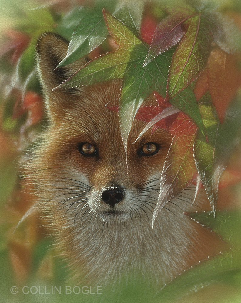 Fox Rouges Art Autumn Red Fox Painting, Hand Signed Fox Art Print by Collin Bogle ...