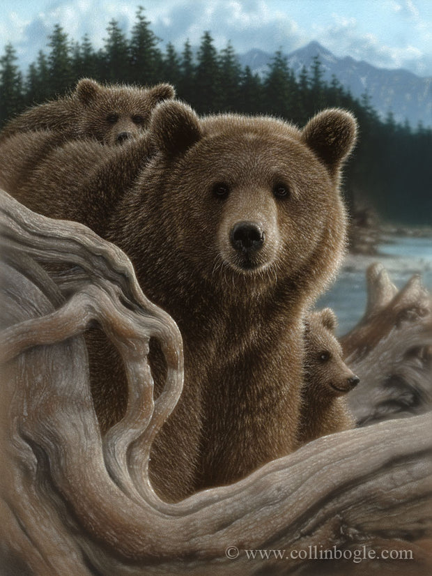 Brown bear mother and cubs painting art print by Collin Bogle.