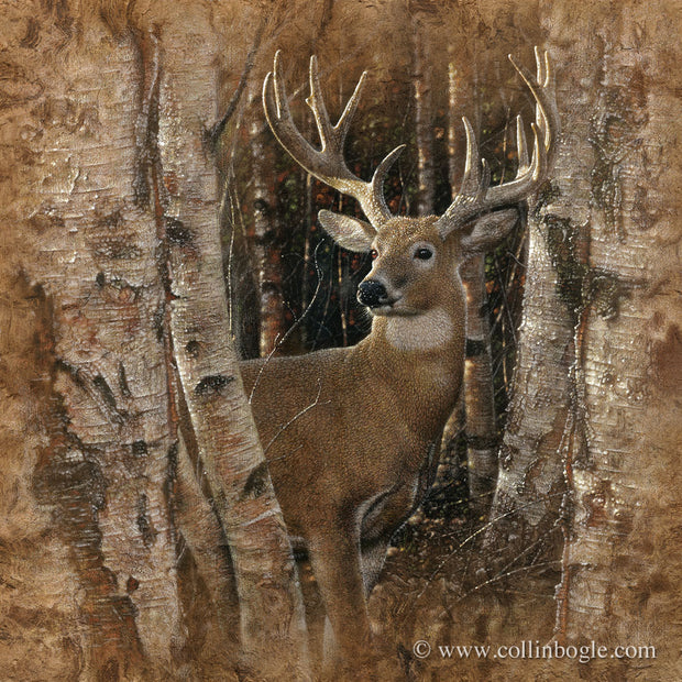 Birchwood Buck - Deer