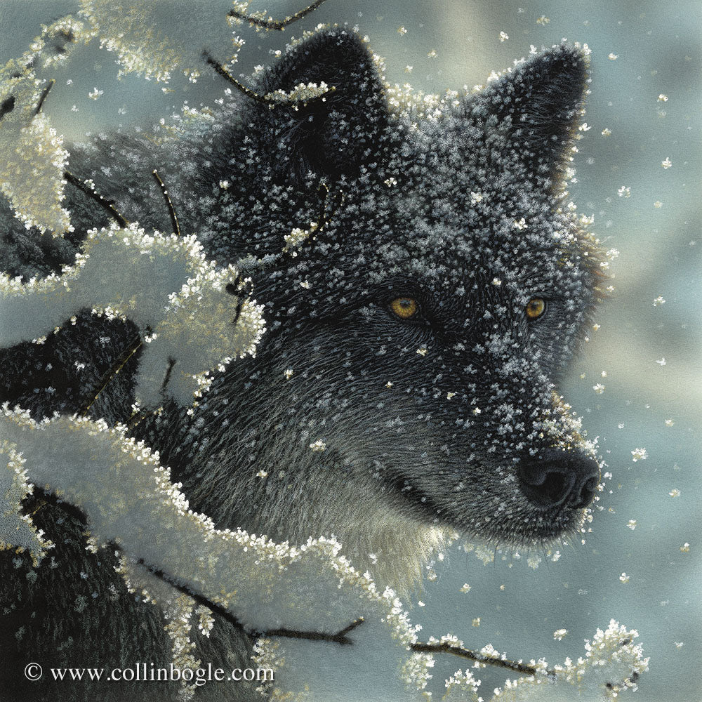 Black wolf in snow painting art print by Collin Bogle.