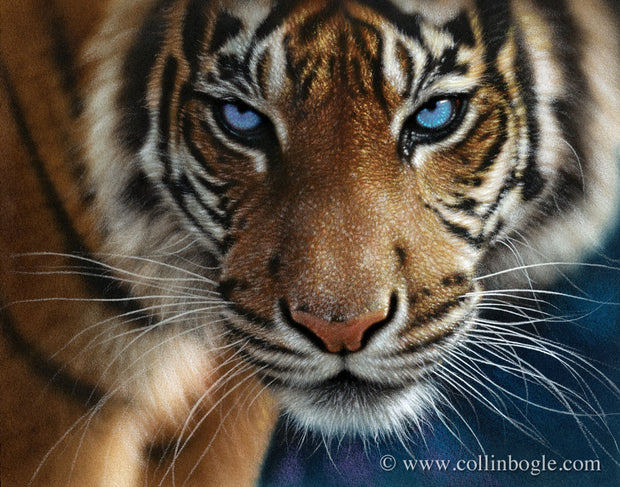 Tiger with blue eyes painting art print by Collin Bogle.