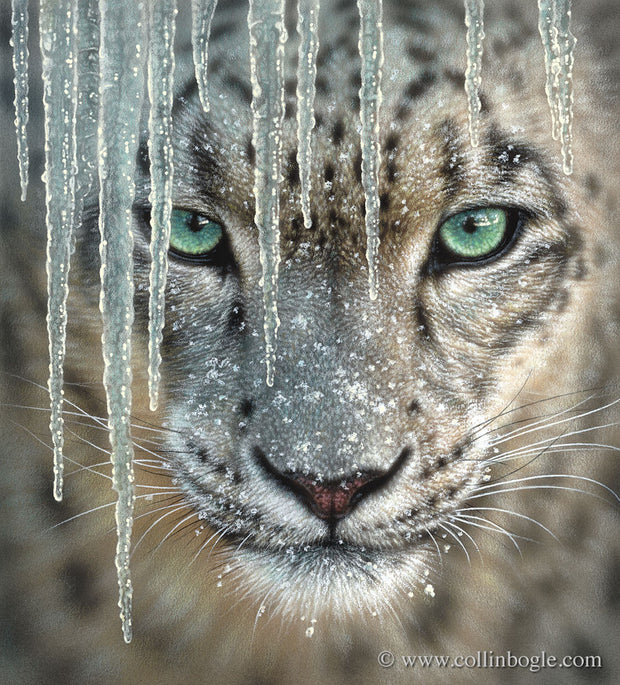 Snow leopard with icicles painting art print by Collin Bogle.