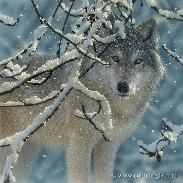 Wolf with snowy branches painting art print by Collin Bogle.