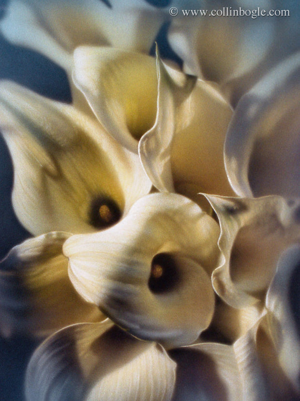 Calla lilies painting art print by Collin Bogle.