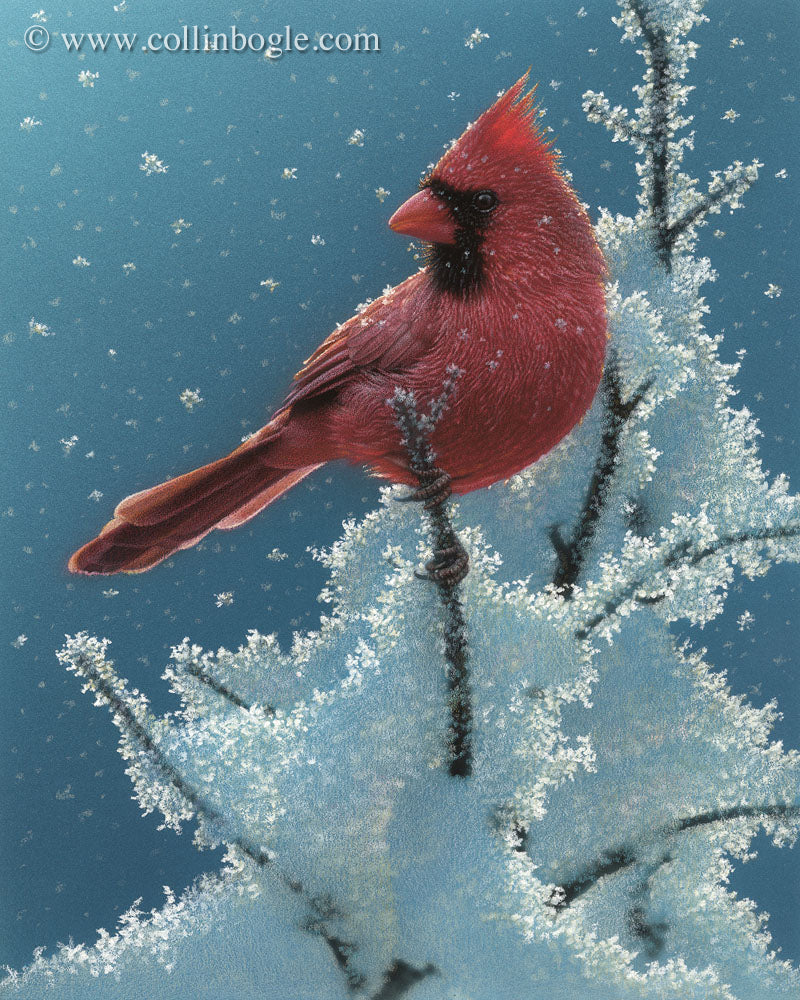 Cardinal perched on snow covered tree painting art print by Collin Bogle.