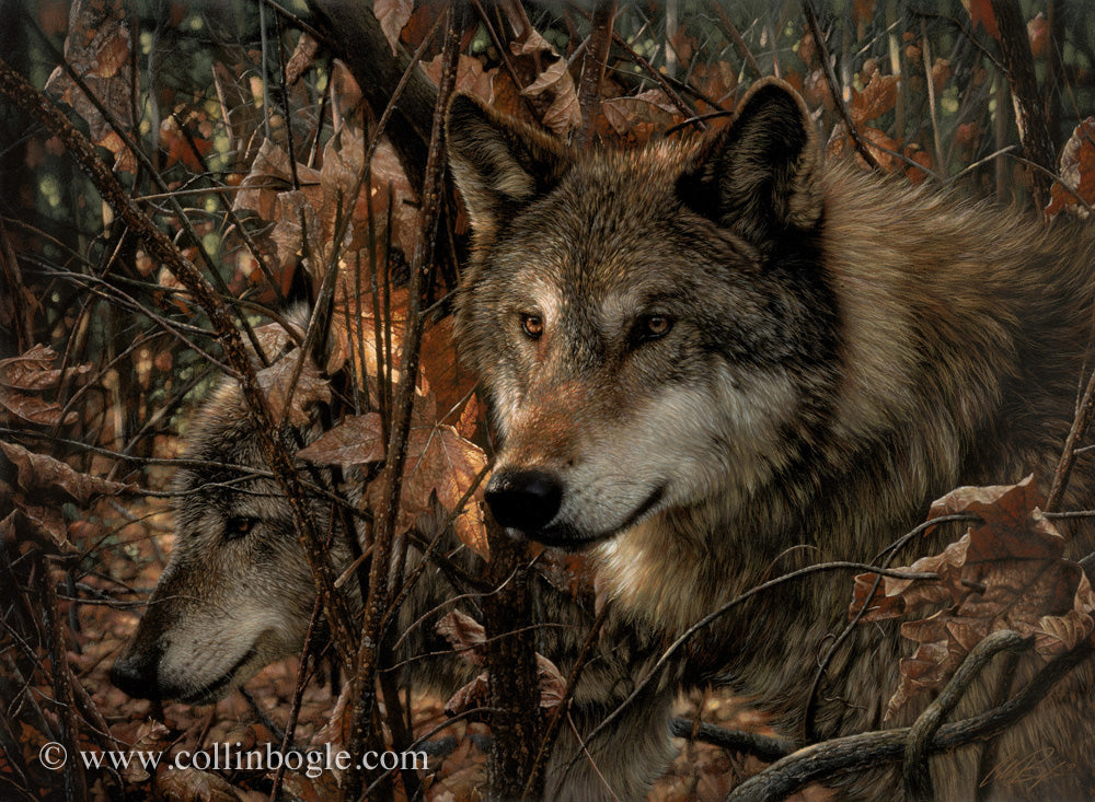 Wolf companions in autumn painting art print by Collin Bogle.